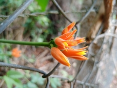 Gurania lobata