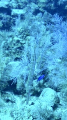 Aulostomus maculatus