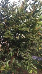 Psidium guajava