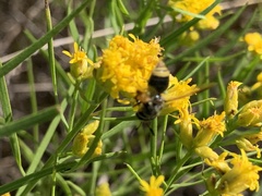 Hoplitimyia mutabilis