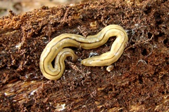 Bipalium pennsylvanicum