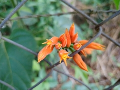 Gurania lobata
