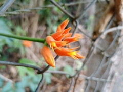 Gurania lobata