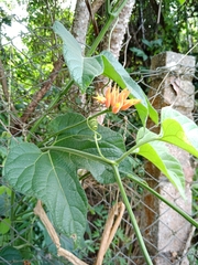 Gurania lobata