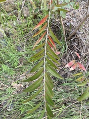 Melaleuca viminalis