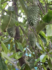 Annona muricata