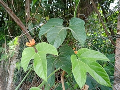 Gurania lobata