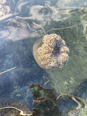 Cotylorhiza tuberculata