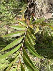 Melaleuca viminalis