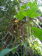 Gurania lobata