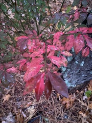 Euonymus