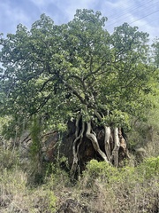 Ficus abutilifolia