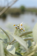 Solanum granulosoleprosum