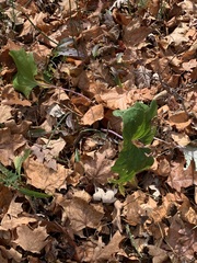 Hydrophyllum canadense