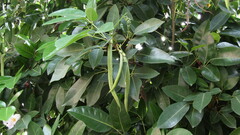 Tabebuia heterophylla