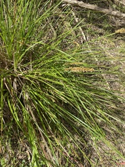 Carex appressa