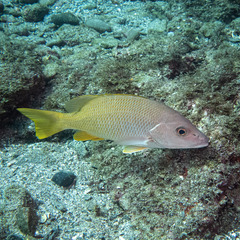 Lutjanus argentiventris