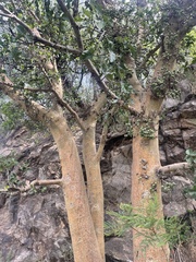 Ficus sycomorus sycomorus