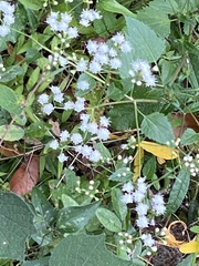 Ageratina jucunda
