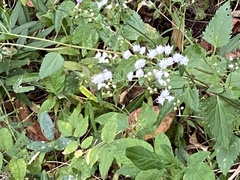 Ageratina jucunda