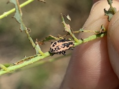 Eudiagogus rosenschoeldi