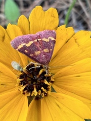 Pyrausta tyralis