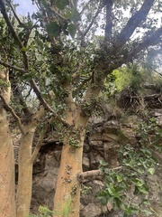 Ficus sycomorus sycomorus