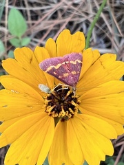 Pyrausta tyralis
