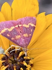 Pyrausta tyralis