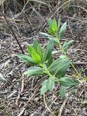 Amsonia repens