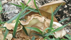 Lentinus sajor-caju