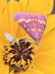 Pyrausta tyralis