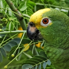 Amazona ochrocephala