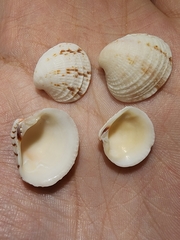Chione cancellata