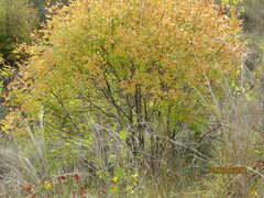 Fraxinus pennsylvanica