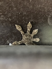 Gekko japonicus