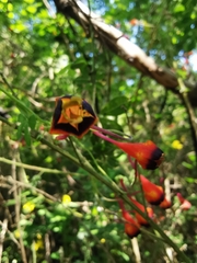 Tropaeolum tricolor