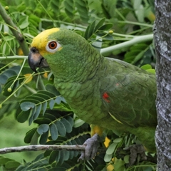 Amazona ochrocephala
