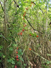 Tropaeolum tricolor