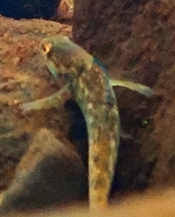 Etheostoma caeruleum