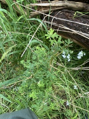 Geranium potentilloides