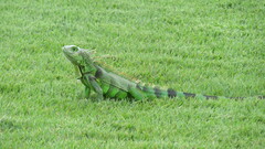 Iguana iguana