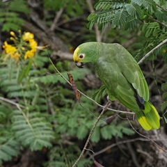 Amazona ochrocephala