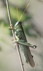 Schistocerca albolineata