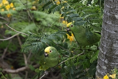 Amazona ochrocephala