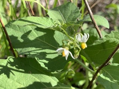 Solanum americanum