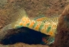 Etheostoma caeruleum