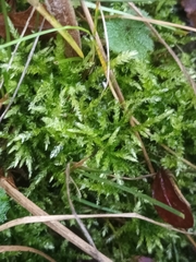 Eurhynchium angustirete