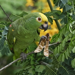 Amazona ochrocephala