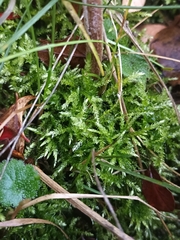 Eurhynchium angustirete